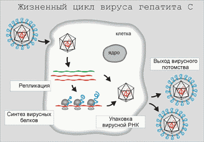 Жизненный цикл вируса гепатита С